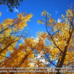 Fotografía forestal: aún hay belleza en la emergencia ambiental